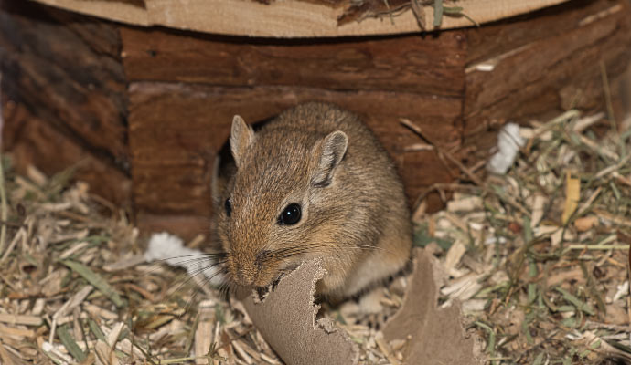 rodent-waste-cleanup