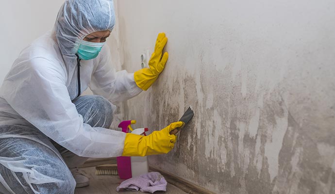 a professional restoring mold from a wall