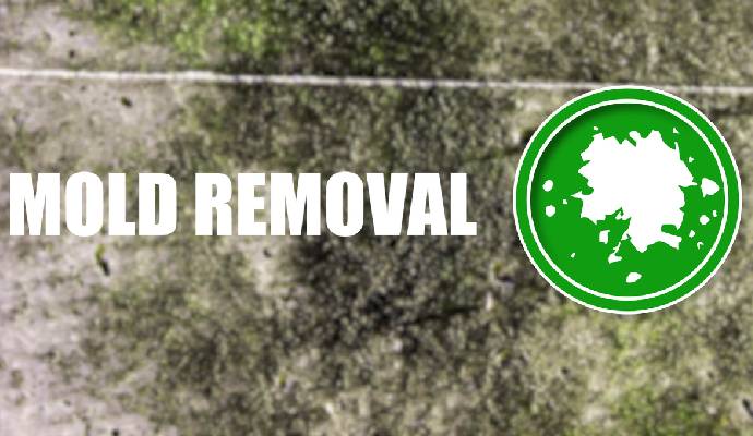 Mold Remediation