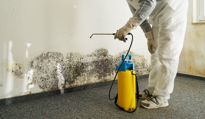 mold removal from wall