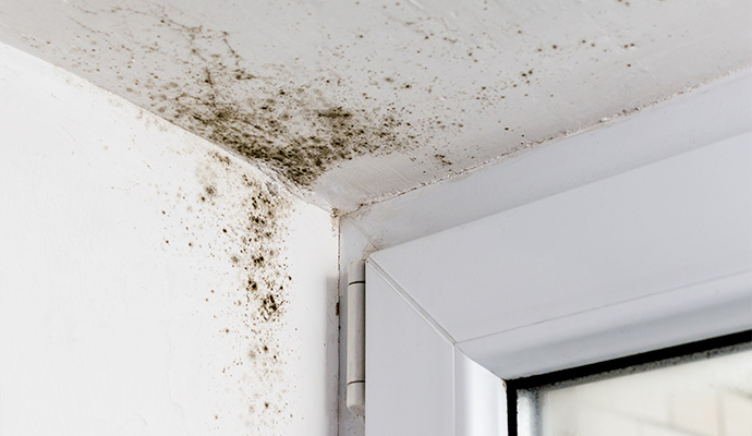 Physical Symptoms of Mold