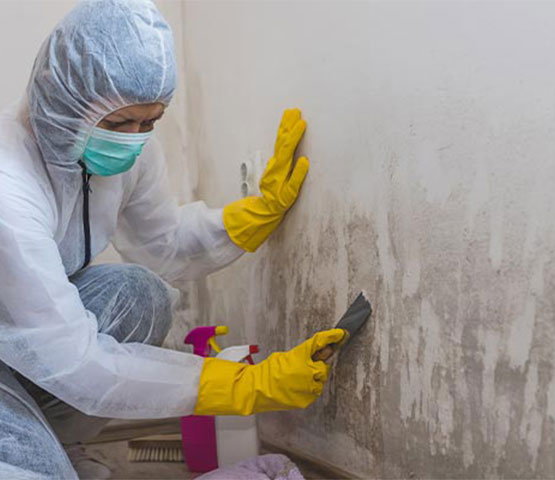 Professional worker removing mold from the wall Professional worker removing mold from the wall