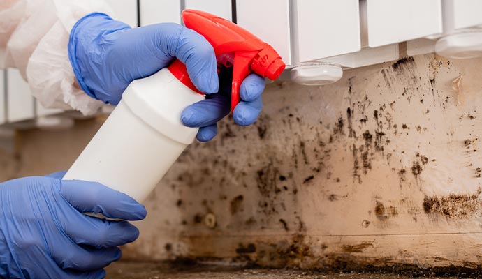 Mold Decontamination