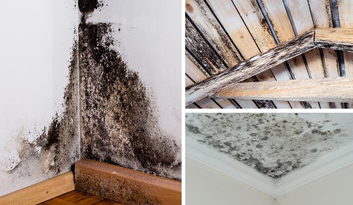 Collage showing black mold on walls, wooden beams and ceilings. Collage showing black mold on walls, wooden beams and ceilings.