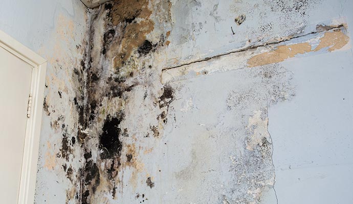 a wall affected by mold