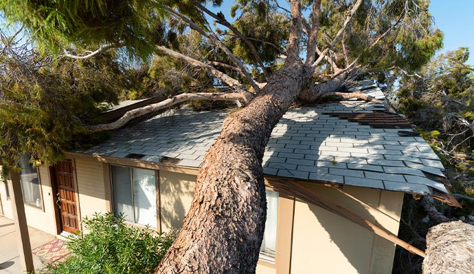 a fallen tree over the house